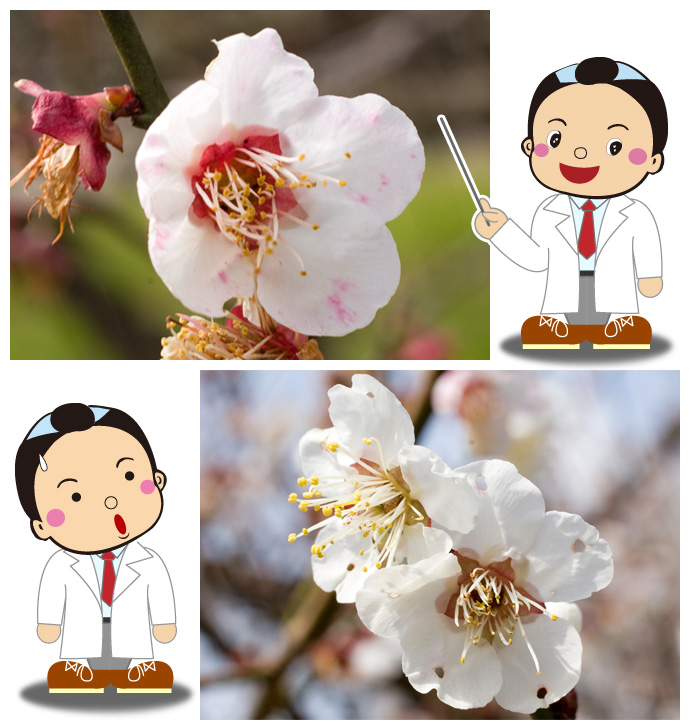 満開の時に見つけた不思議な花弁（はなびら）