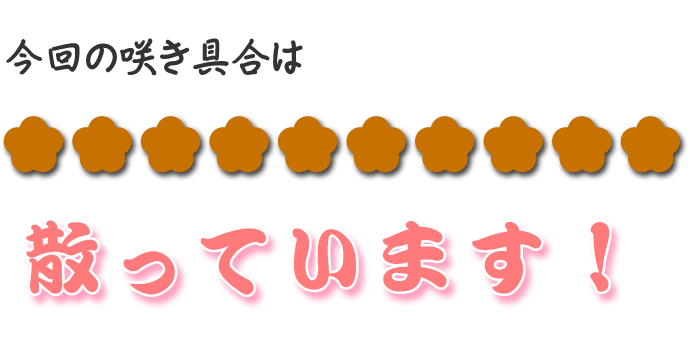 今回の咲き具合は、全部散っちゃった・・・