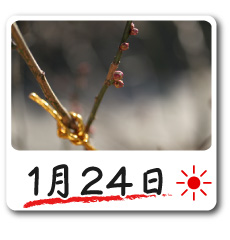 1月24日更新！梅の花情報