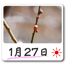 1月27日更新！梅の花情報