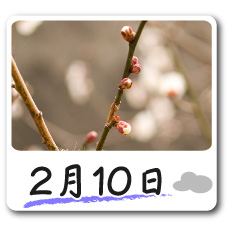 2月10日更新！梅の花情報
