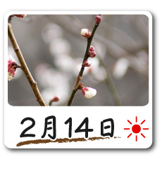 2月14日更新！梅の花情報