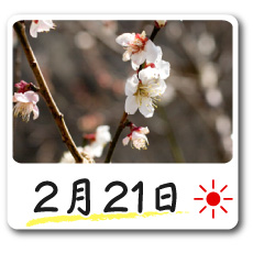 2月21日更新！梅の花情報