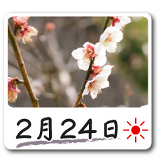 2月24日更新！梅の花情報