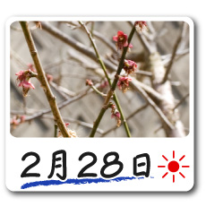 2月28日更新！梅の花情報