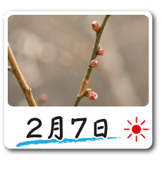 2月7日更新！梅の花情報