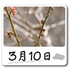 3月10日更新！梅の花情報