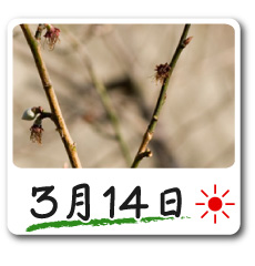 314XVI~̉ԏ