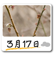 3月17日更新！梅の花情報