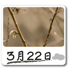 3月22日更新！梅の花情報
