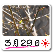 3月29日更新！梅の花情報