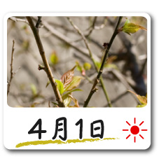 4月1日更新！梅の花情報