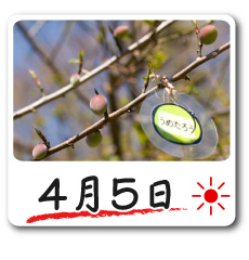 4月5日更新！梅の花情報