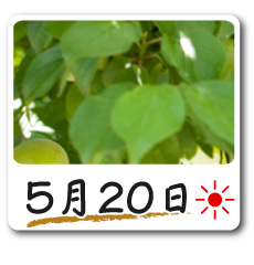5月20日更新！梅の花情報