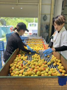 梅の祭り、今年も無事終了。